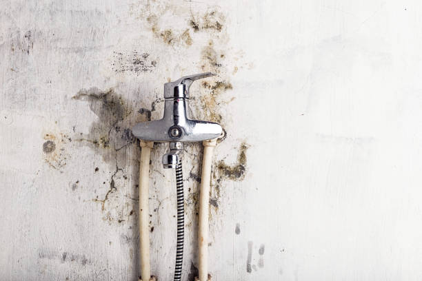 Best Professional Mold Removal  in Bainbridge Island, WA