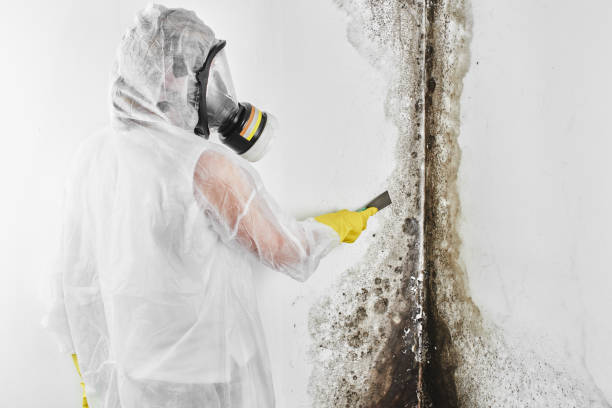 Best Same-Day Mold Removal  in Bainbridge Island, WA