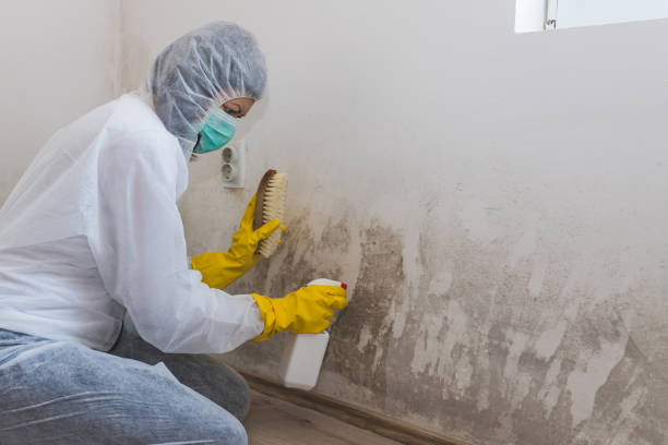 Best Mold Damage Repair  in Bainbridge Island, WA