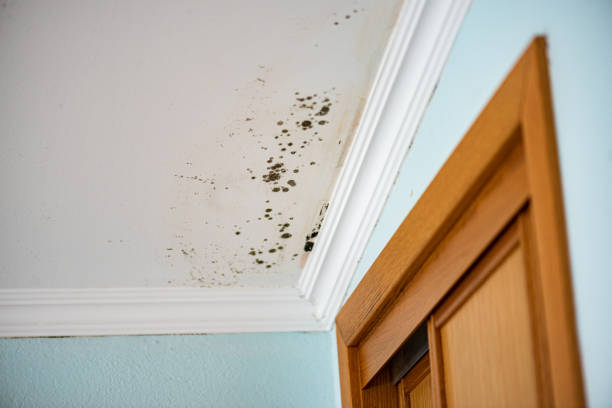 Best Mold Removal Company Near Me  in Bainbridge Island, WA