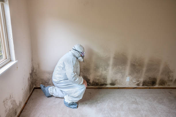 Mold Testing and Removal in Bainbridge Island, WA