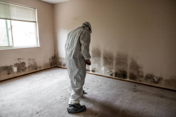 Certified Mold Removal in Bainbridge Island, WA
