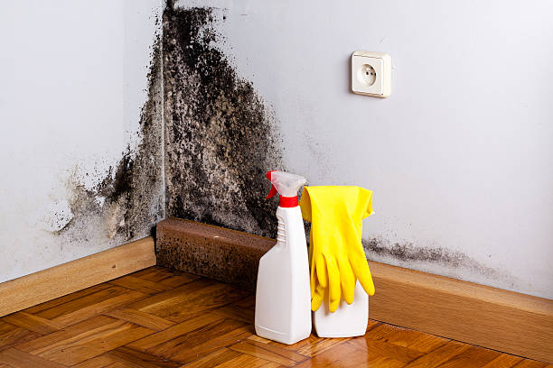Best Best Mold Removal Companies  in Bainbridge Island, WA