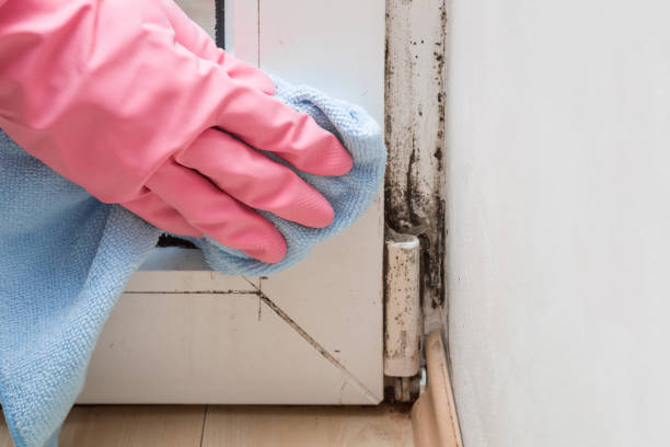 Professional Mold Removal in Bainbridge Island, WA
